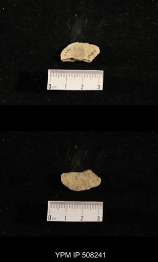 Streptorhynchus pygmaeum?