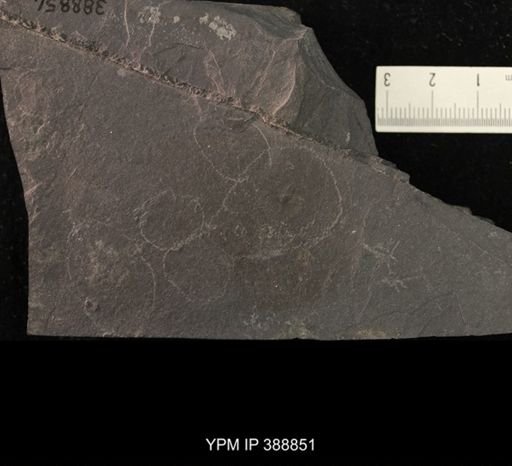 undet. Belostomatidae