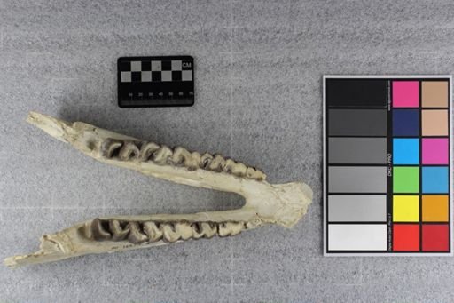 Caenopus mitis