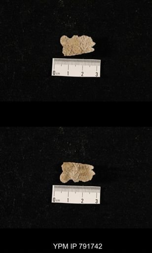 undet. Brachiopoda