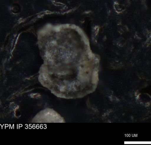 undet. Foraminiferida