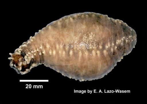 Holothuroidea