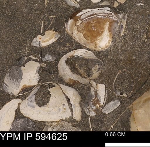 Protocardia sp.