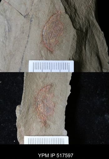 undet. Arthropoda