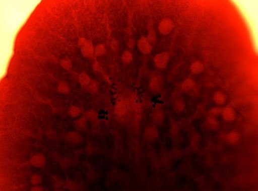 Pleioplana atomata