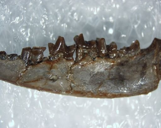 Palaeictops tauricinerei
