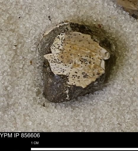 Limopsis striatopunctatus