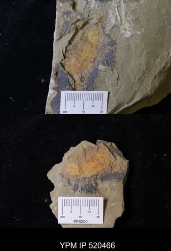 undet. Arthropoda