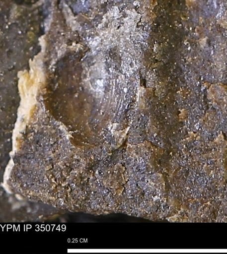 undet. Bivalvia