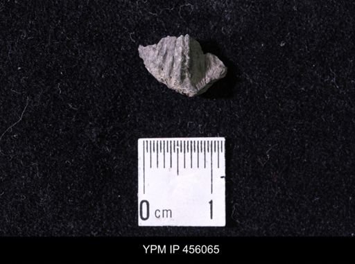Platystrophia sp.