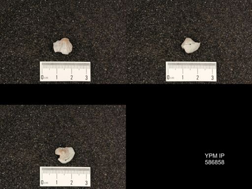 Rhynchotrema anticostiensis