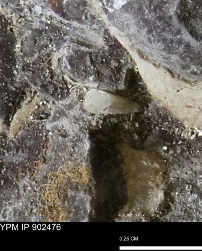undet. Mollusca