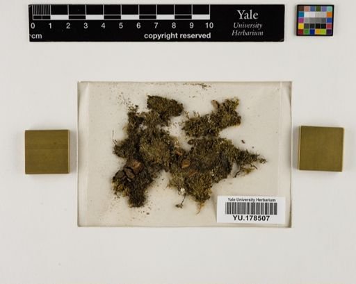 Plantae