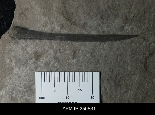 undet. Eurypterida
