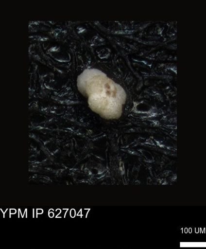 undet. Rugoglobigerinidae