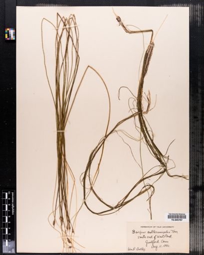 Scirpus subterminalis
