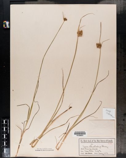 Carex