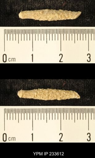 Archaeocidaris sp.