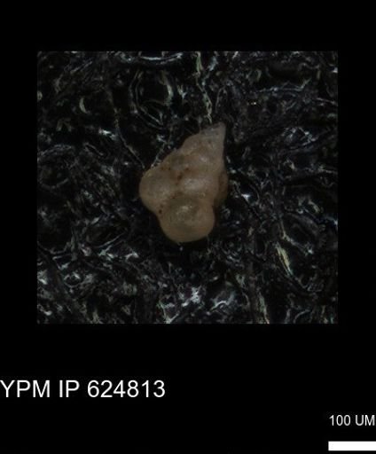 undet. Heterohelicidae