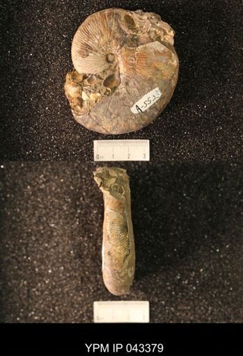 Hoploscaphites nicolletii