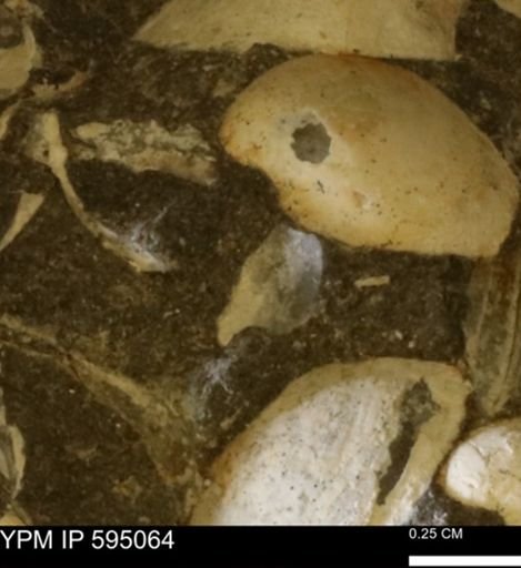 undet. Mollusca
