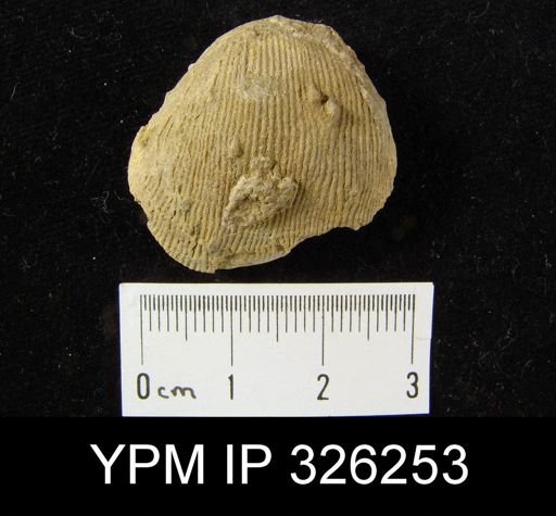 Linoproductus sp.