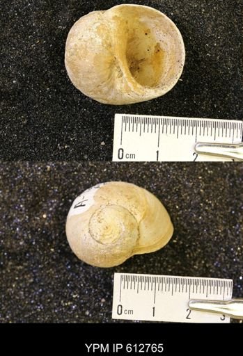 Vanikoropsis sp.