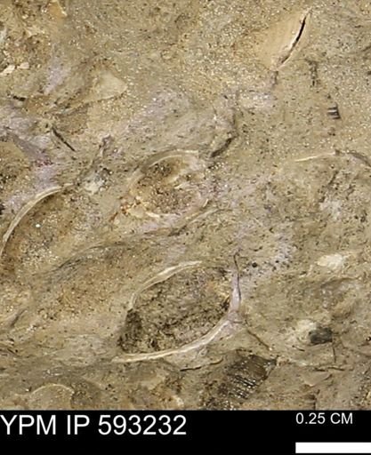 undet. Bivalvia