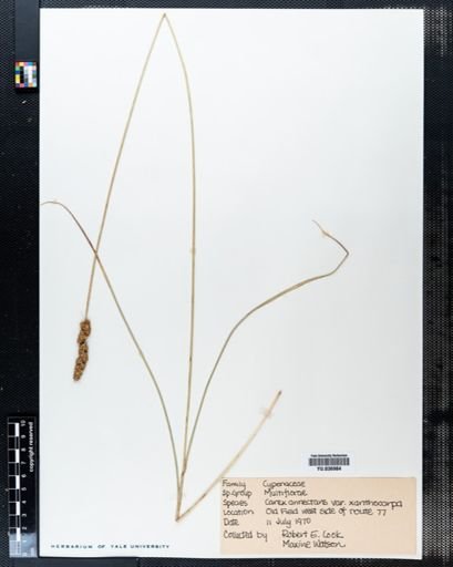 Carex annectens