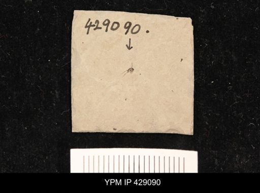 undet. Diptera