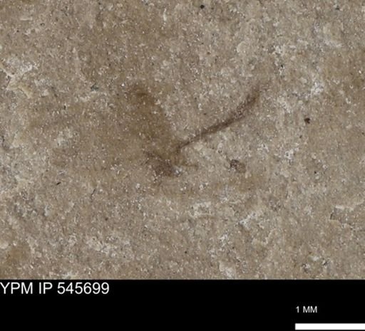 undet. Insecta