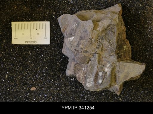 Baculites sp.