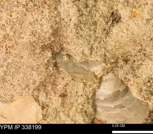 undet. Mollusca