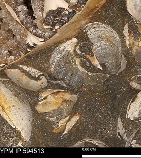 Protocardia sp.