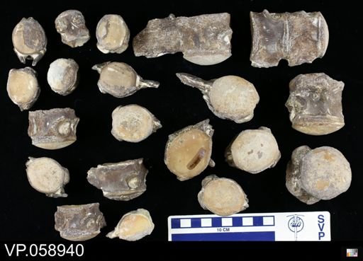 Platecarpus sp.