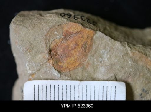 Phyllocystis?