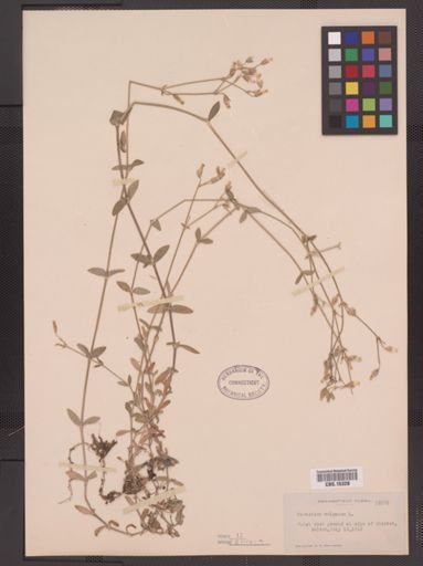 Cerastium vulgatum