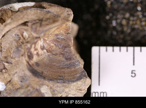 Protocardia subquadrata