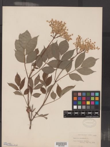 Sambucus canadensis