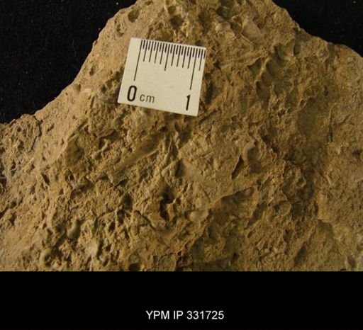 Hormotoma gracilis