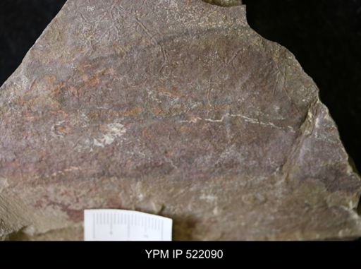 undet. Arthropoda