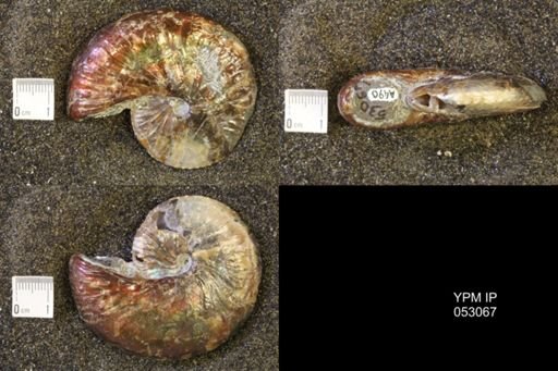 Discoscaphites conradi
