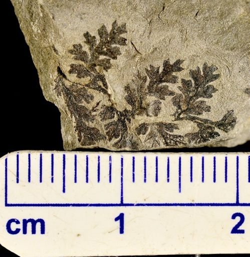 Sphenopteris sp.