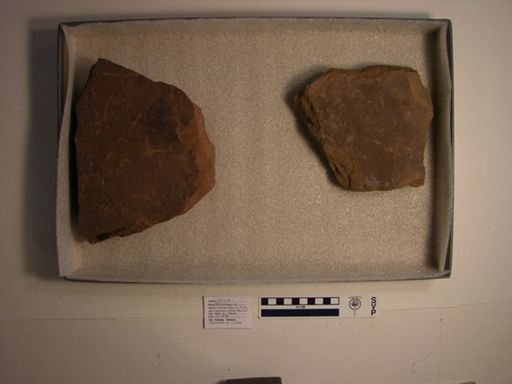 Batrachopus sp.
