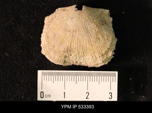 Hebertella sinuata