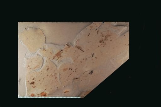 undet. Coleoptera