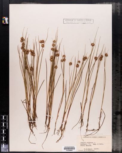 Juncus nodosus