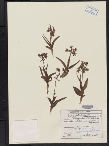 Epipactis palustris