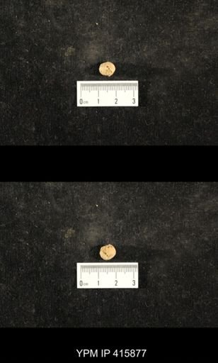 Euphemites carbonarius