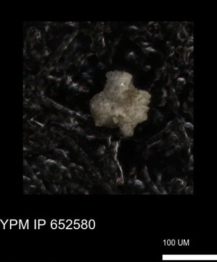 undet. Foraminiferida